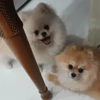 پامرانین خرسی سفید|سگ|یزد, |دیوار