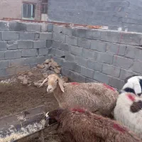 میش و بره|حیوانات مزرعه|زیرکوه, |دیوار