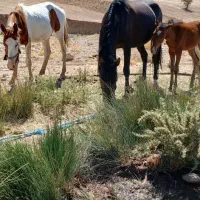 اسب.مادیون و کره اسب|اسب و تجهیزات اسبسواری|خرمآباد, |دیوار