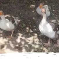 غاز