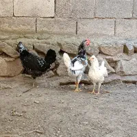 ۳ عدد نیمچه گلین لری