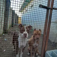 سگ نگهبان نر و ماده