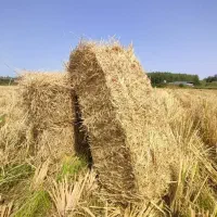 کاه برنج (پرس . بلیم. سرچینه)