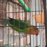 طوطی برزیلی فول اهلی نر