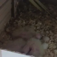 چاهار عروس هلندی جوجه سرلاکی خور