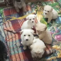 چند عدد توله شیتزو تریر