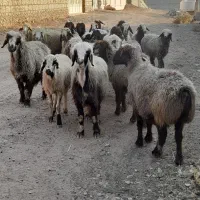 ۲۷راس شیشک میش ترکی داشتی صحرایی آبستن|حیوانات مزرعه|شیراز, تل حسین‌آباد|دیوار