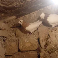 جوجه طوقی زرد نر