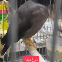 مهد پرنده|پرنده|رامهرمز, |دیوار