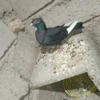 سیاه پلنگ قهوه ای پلنگ|پرنده|کرمان, |دیوار