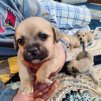 توله سگ|سگ|اراک, |دیوار