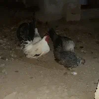 مرغ و خروس مینیاتوری