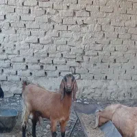 مری دوقلو زا بخاطر نیاز مالی به بفروش کذاشتم