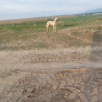 ۲تا سربی ۱تا عراقی ۱۰ماهه سرابی ۱۲ ماهه سیاه۳ ساله