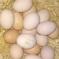 تخم مرغ محلی نطفه دار بهترین کیفیت
