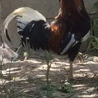 خروس جوان