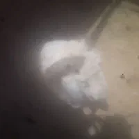 گوسفند