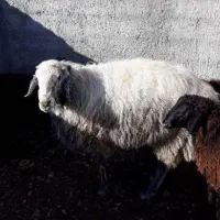 کله پاچه شیشک نر درشت سیرابی و جگر گوسفندی تازه|خوردنی و آشامیدنی|فردیس, شهرک ارم|دیوار