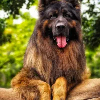 اموزش سگ تربیت سگ مربی سگ رایگان