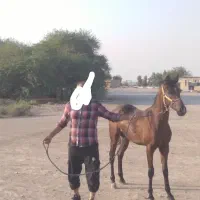 نریان خالص ایرانی|اسب و تجهیزات اسب‌سواری|شوشتر, |دیوار