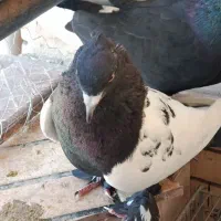 کفتر سینه ای|پرنده|کرمان, |دیوار