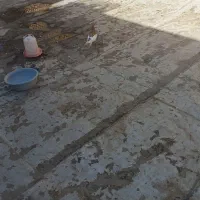 ماده یهودی