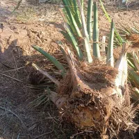 پاجوش (جنگ)مضافتی کنده آماده رسیده تضمینی|گل و گیاه طبیعی|ریگان, |دیوار