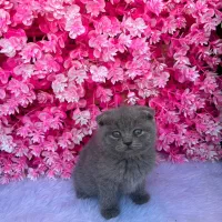 گربه نژاد اسکاتیش فولد شورت هیر|گربه|آمل, |دیوار