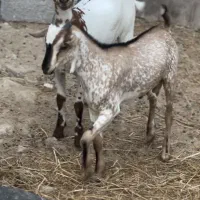 عروسک بز