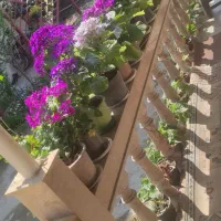 گل های سینره همه رنگ 10--15|گل و گیاه طبیعی|تالش, هشتپر|دیوار