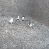 فروش ۴تا کفتر گرفتنی|پرنده|شیراز, شهدای شهرک سعدی|دیوار