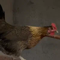 مرغ گلین لری