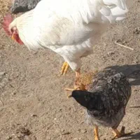 خروس‌‌‌‌|حیوانات مزرعه|میانه, |دیوار