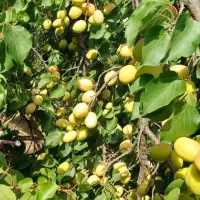 نهال فروشی رضادرخشان ارقام گردو بادام هلونهالستان|گل و گیاه طبیعی|زاینده رود, |دیوار