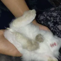 خرگوش نیمه لوپ چشم سورتی