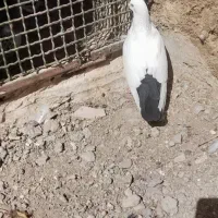 سینه ای ماده