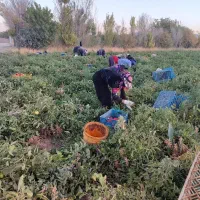 سرکارگرکشاورزی