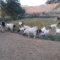 بز و بره|حیوانات مزرعه|اهواز, زرگان|دیوار