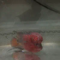 فلاور رد دراگون وارداتی