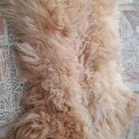 پشم گوسفند بسیار زیبا