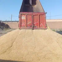 خریدار خارشتری کاه جو گندم پرس یونجه|خدمات باغبانی و درختکاری|مشهد, ده دی|دیوار
