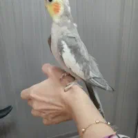 عروس بالغ نر