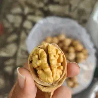 گردوی خارجی درجه یک