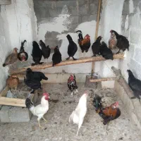 مرغ خروس محلی چاه قائدی وحید کشتکار|حیوانات مزرعه|لامرد, |دیوار