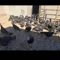 فروش مرغ و بوقلمون محلی به شرط