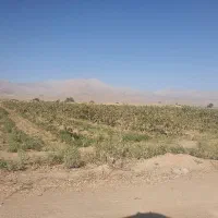 کشاورز دائم