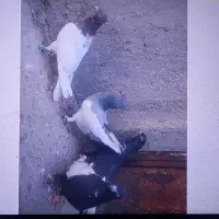 کفتر کبوتر یهودی سبز|پرنده|مشهد, هفده شهریور|دیوار