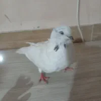 کبوتر|پرنده|آذرشهر, |دیوار