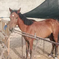 اسب کاسپین3ساله تعلیم دیده