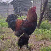مرغ خروس برهما پاتریچ و بلوپاتریچ اصیل